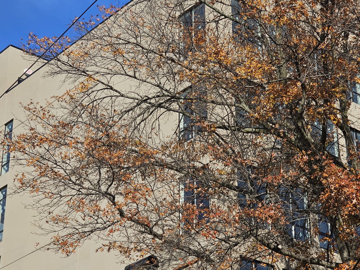 Architectural elevation of 461 East New York Avenue, Brooklyn with tree canopy framing